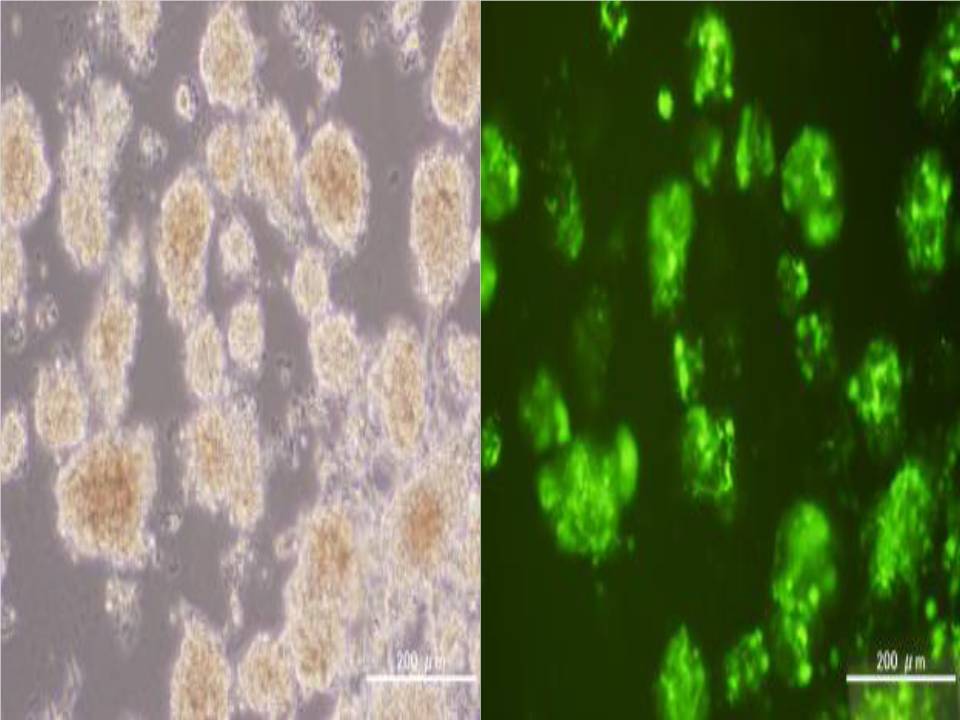 Neurospheres - Neural Stem cells Derived from Mouse SVZ - 48 hours after electroporation